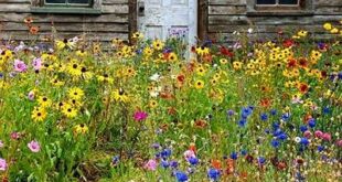 Wildflower Garden