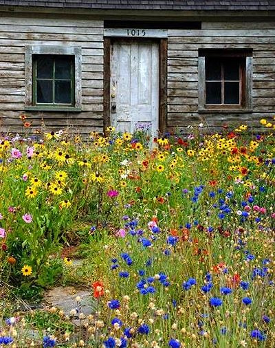 Wildflower Garden blooming with vibrant colors