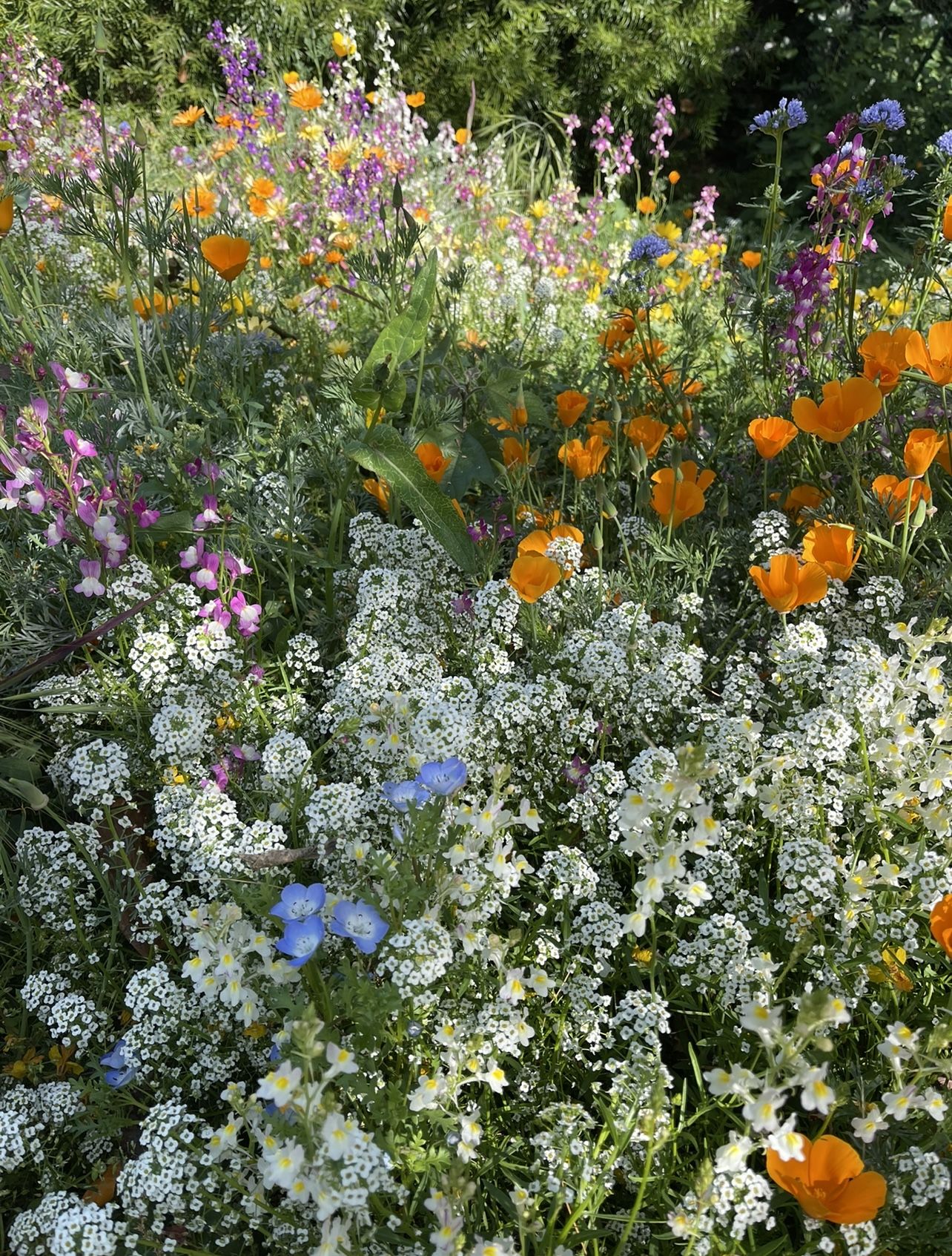 Wildflower Garden blossoming with natural beauty