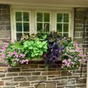 Window Box Flowers