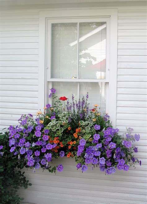 Window Box Flowers A Perfect Addition to Your Home
