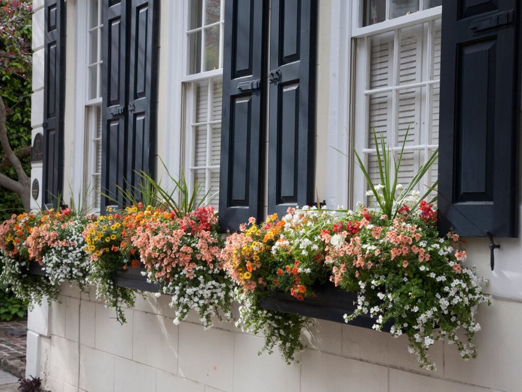 Window Box Flowers