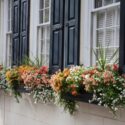 Window Box Flowers