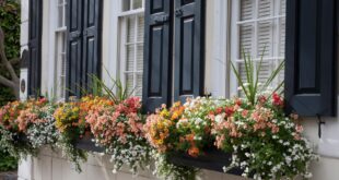 Window Box Flowers