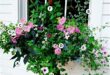 Window Box Flowers