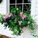 Window Box Flowers