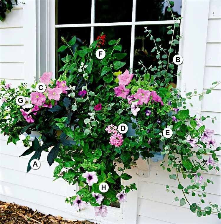 Window Box Flowers Brighten Up Your Home with Stunning Flower Displays in Window Boxes