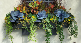 Window Box Flowers