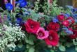 Window Box Flowers