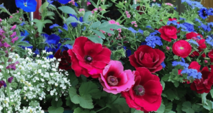 Window Box Flowers