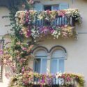 balcony flowers