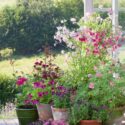container gardening flowers