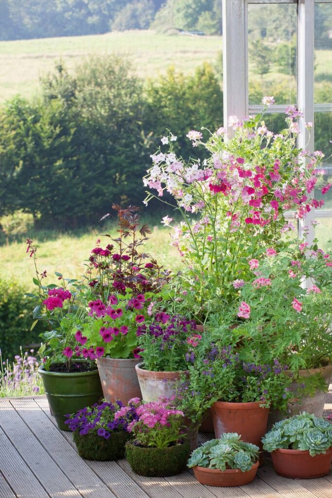 container gardening flowers