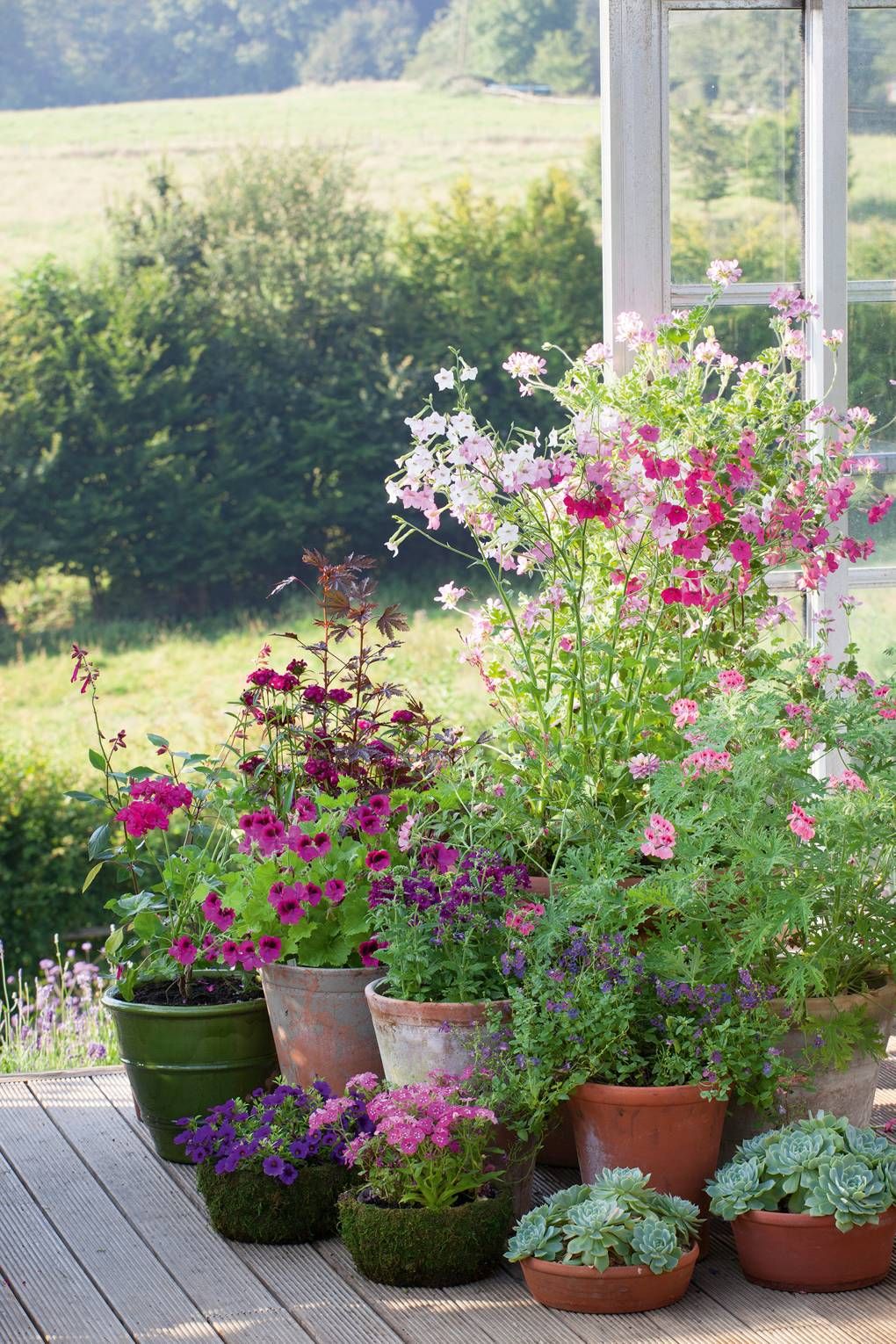 Blooming Beauty: Container Gardening Flowers for Every Space