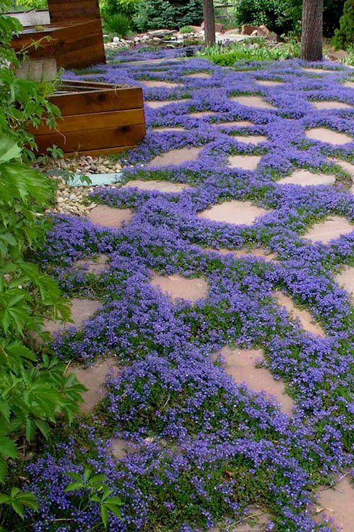 ground cover plants