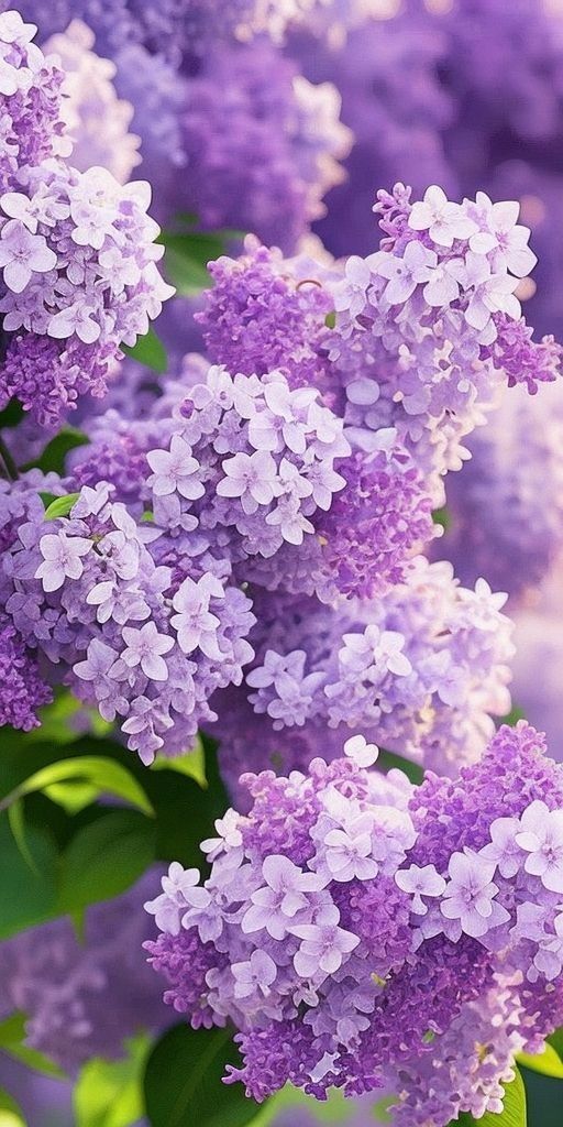 Lilac Flowers Blooming in Spring