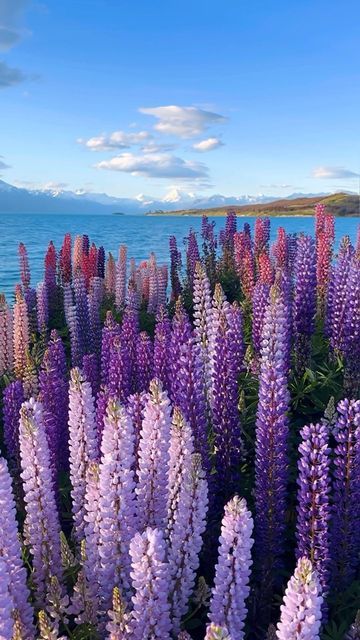 Lupine Flowers: A Stunning and Colorful Addition to Your Garden
