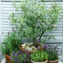 outdoor potted plants