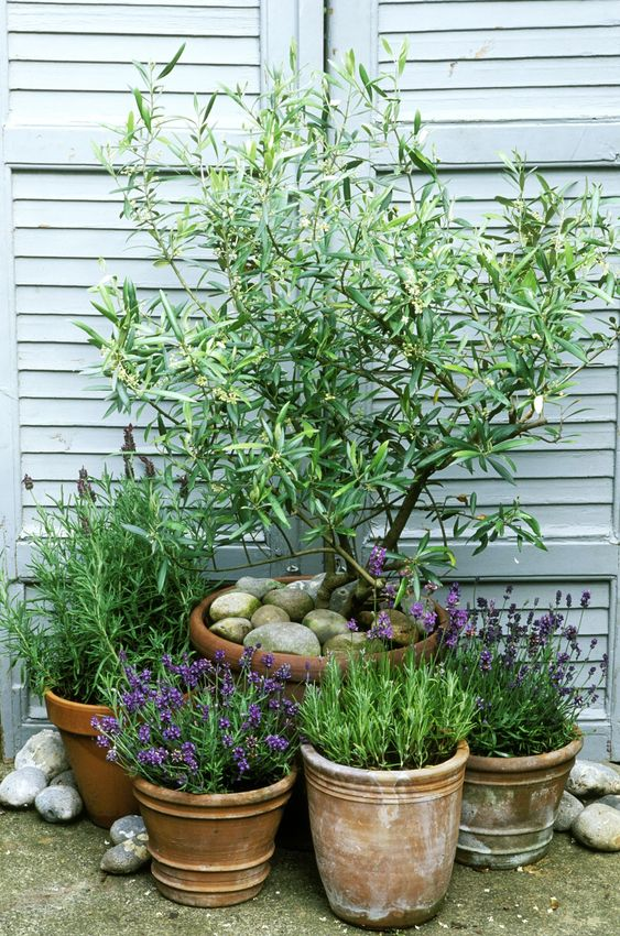 outdoor potted plants