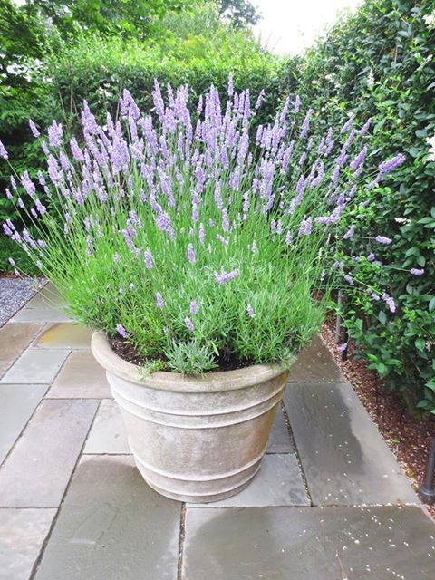 Potted Flowers For Patio Enhance Outdoor Spaces with Color and Beauty