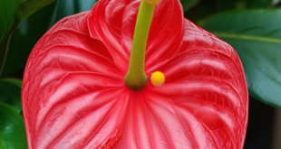 Growing and caring for Anthuriums
