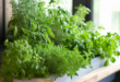 Kitchen design with herb garden: Bringing nature into your cooking space