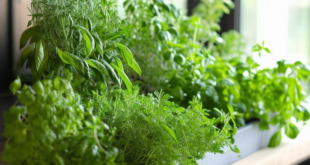 Kitchen design with herb garden: Bringing nature into your cooking space