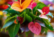 A container with colorful anthurium flowers and colorful other flowers with bokeh effect