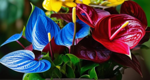 A container with blue crimson yellow anthurium flowers and colorful flowers with bokeh effect