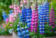 lupine flowers in planter with other blue and pink flowers