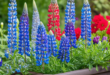 lupine flowers in planter and there are blue and red flowers next to lupines