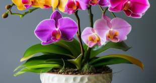 orchid pot with other colorful flowers